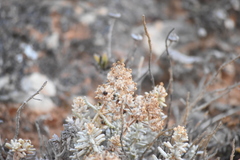 Teucrium vincentinum