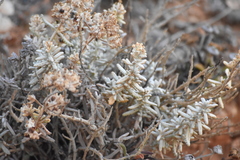 Teucrium vincentinum