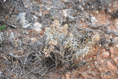 Teucrium vincentinum