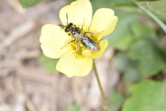 Anthrenoides