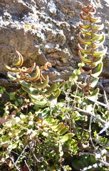 Pellaea calidirupium