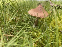Inocybe curvipes