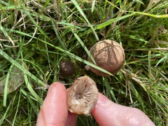 Inocybe curvipes