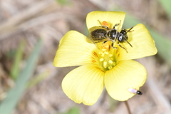 Anthrenoides