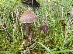 Inocybe curvipes
