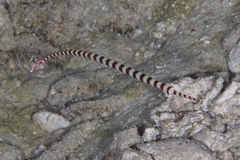 Dunckerocampus dactyliophorus