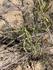 Anisacanthus linearis