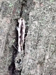 Erechthias fulguritella