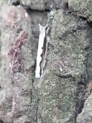 Erechthias fulguritella