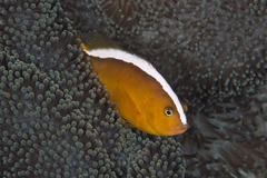 Amphiprion sandaracinos