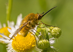 Bombylius fulvescens