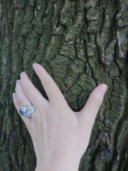 Erechthias fulguritella