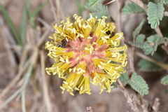 Prosopis reptans