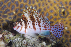 Cirrhitichthys falco