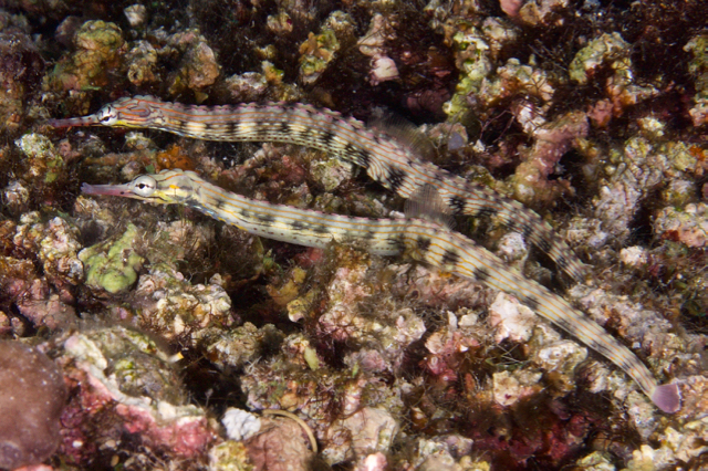 Messmate Pipefish