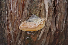 Pyrofomes juniperinus