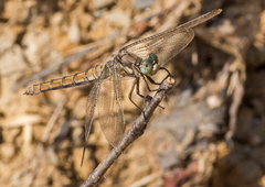 Orthetrum brunneum