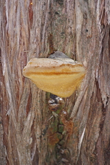 Pyrofomes juniperinus