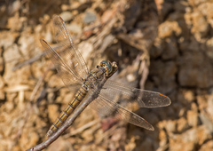 Orthetrum brunneum