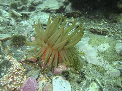 Cribrinopsis similis