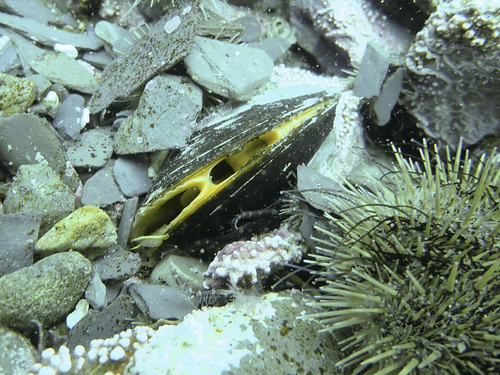 Northern Horse Mussel
