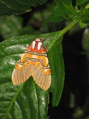 Anaxita decorata