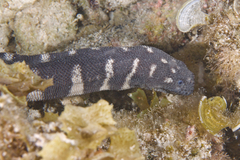 Acrochordus granulatus