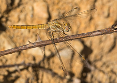 Orthetrum brunneum