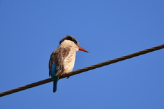 Halcyon chelicuti chelicuti