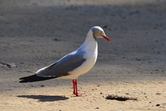 Chroicocephalus cirrocephalus poiocephalus