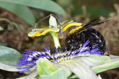 Xylocopa atamisquensis