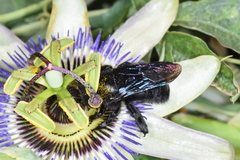 Xylocopa atamisquensis