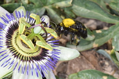 Xylocopa atamisquensis