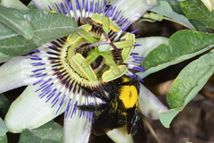 Xylocopa atamisquensis
