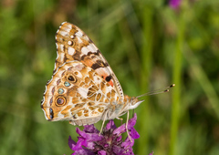 Vanessa cardui