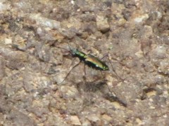 Odontocheila iodopleura