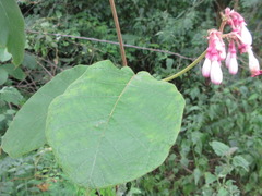 Amalocalyx microlobus