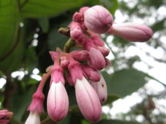 Amalocalyx microlobus