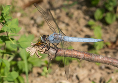 Orthetrum brunneum