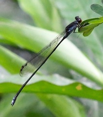 Pseudagrion pruinosum