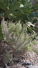 Atriplex lampa