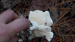 Hydnum albomagnum