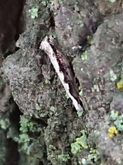 Erechthias fulguritella