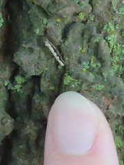 Erechthias fulguritella