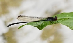 Pseudagrion pruinosum