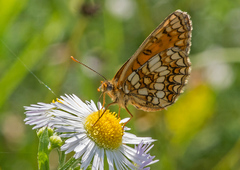 Melitaea aurelia