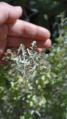 Atriplex lampa