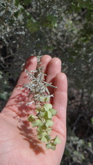 Atriplex lampa