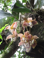 Stanhopea