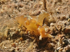 Aplysia nigrocincta